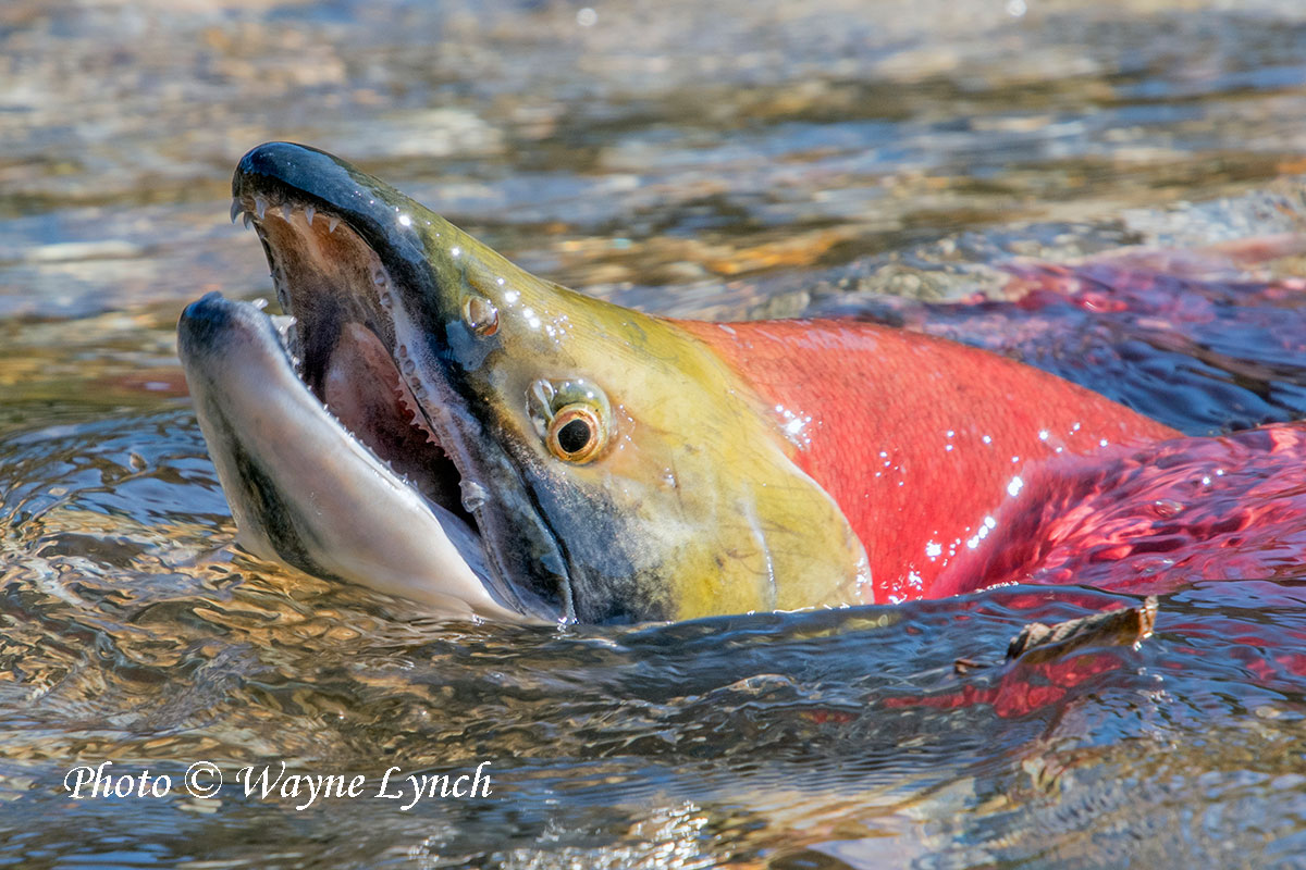 Male Sockeye salmon (Oncorhynchus nerka) by Dr. Wayne Lynch ©