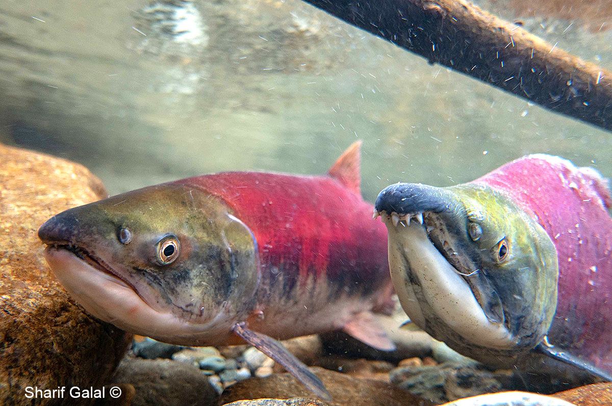 Female and Male Sockeye Salmon in the Adams River  by Dr. Sharif Galal ©