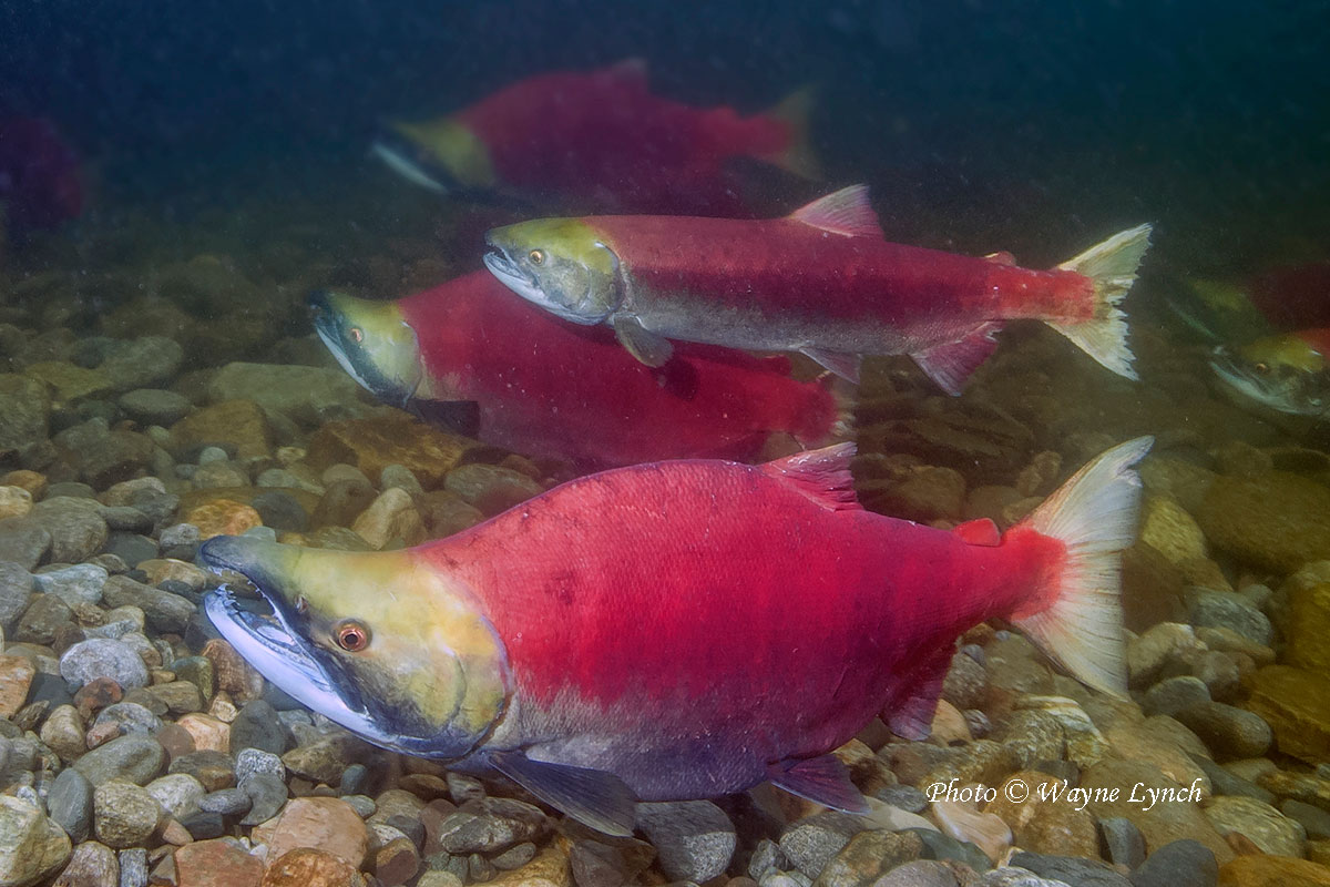 Three male and one female Sockeye Salmon in the Adams River  by Wayne Lynch ©