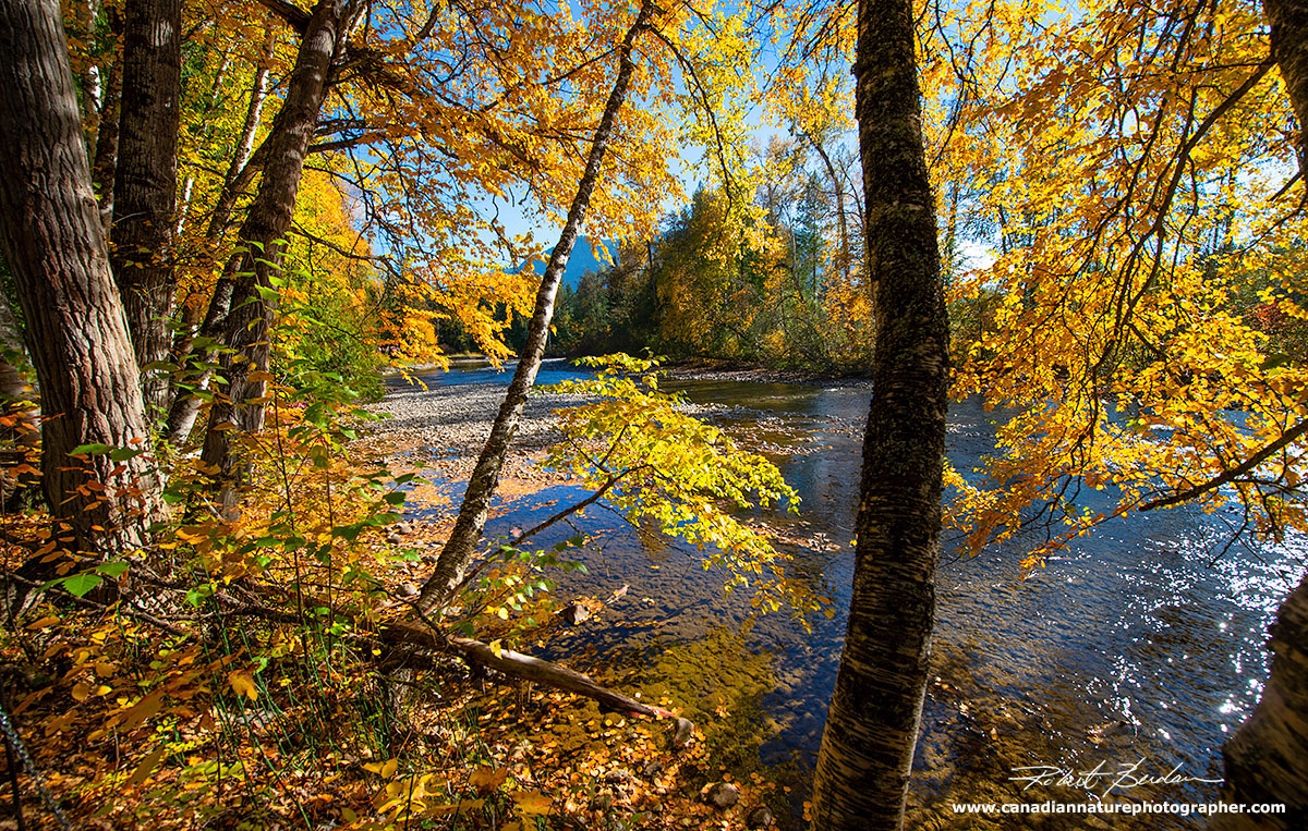 Autumn colours along the banks of the Adams River by Robert Berdan ©