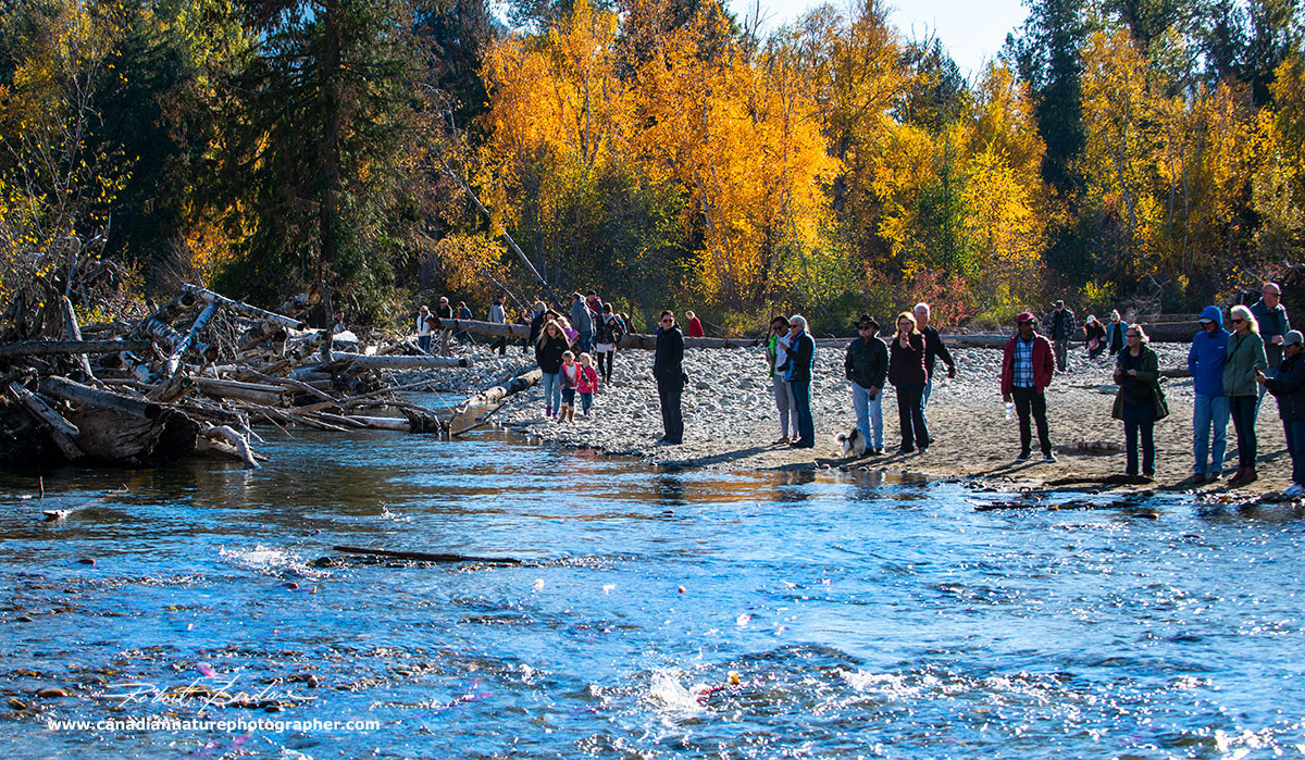 Folks gather around the Adams river to watch the Sockeye Salmon spawning by Dr. Robert Berdan ©