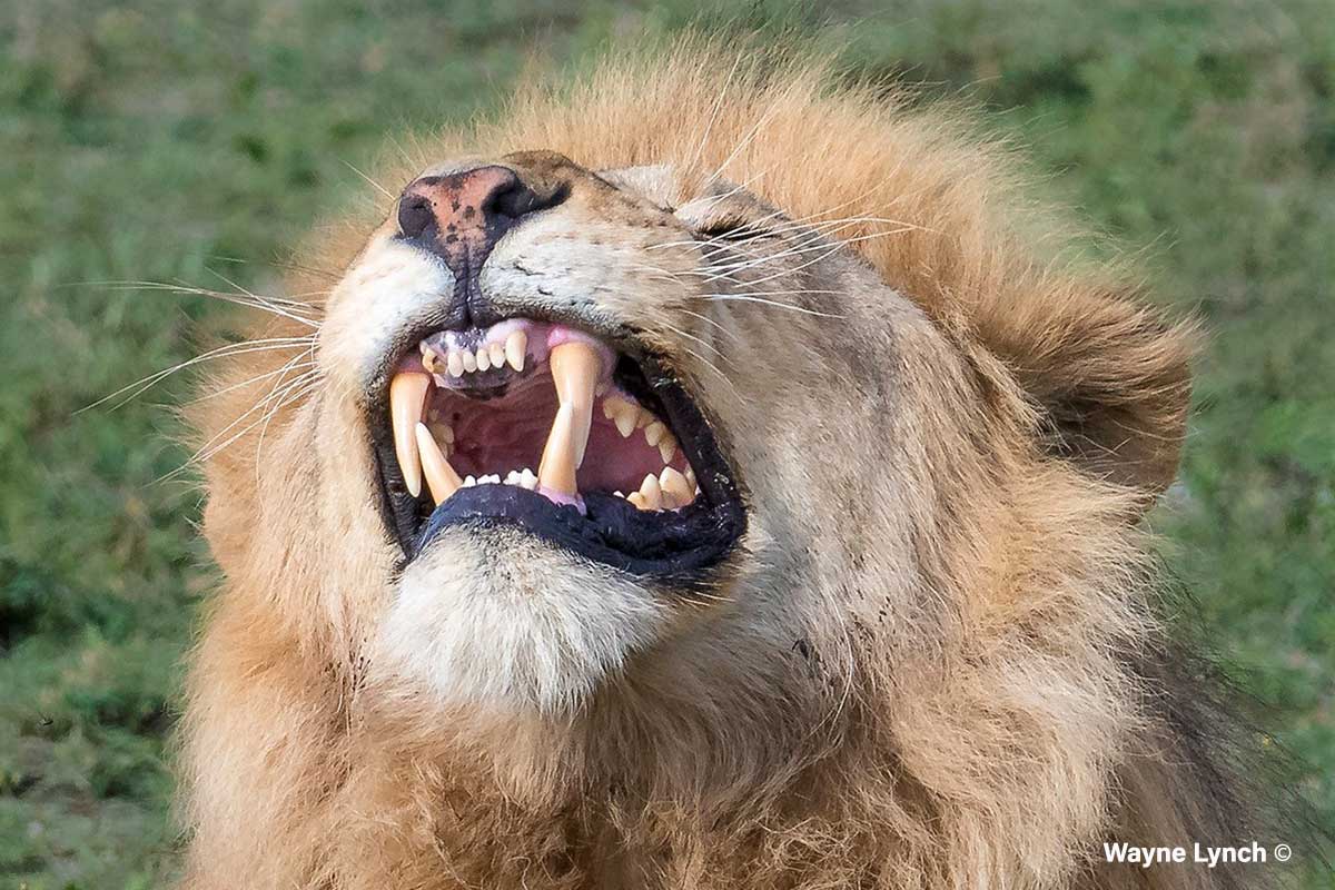 The tough spicules on a lion’s tongue are used to rasp flesh from bones by Dr. Wayne Lynch ©