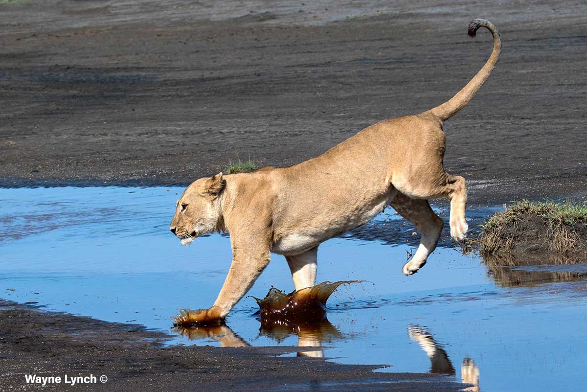 Lions, like many cats, don’t like to get their feet wet by Dr. Wayne Lynch ©