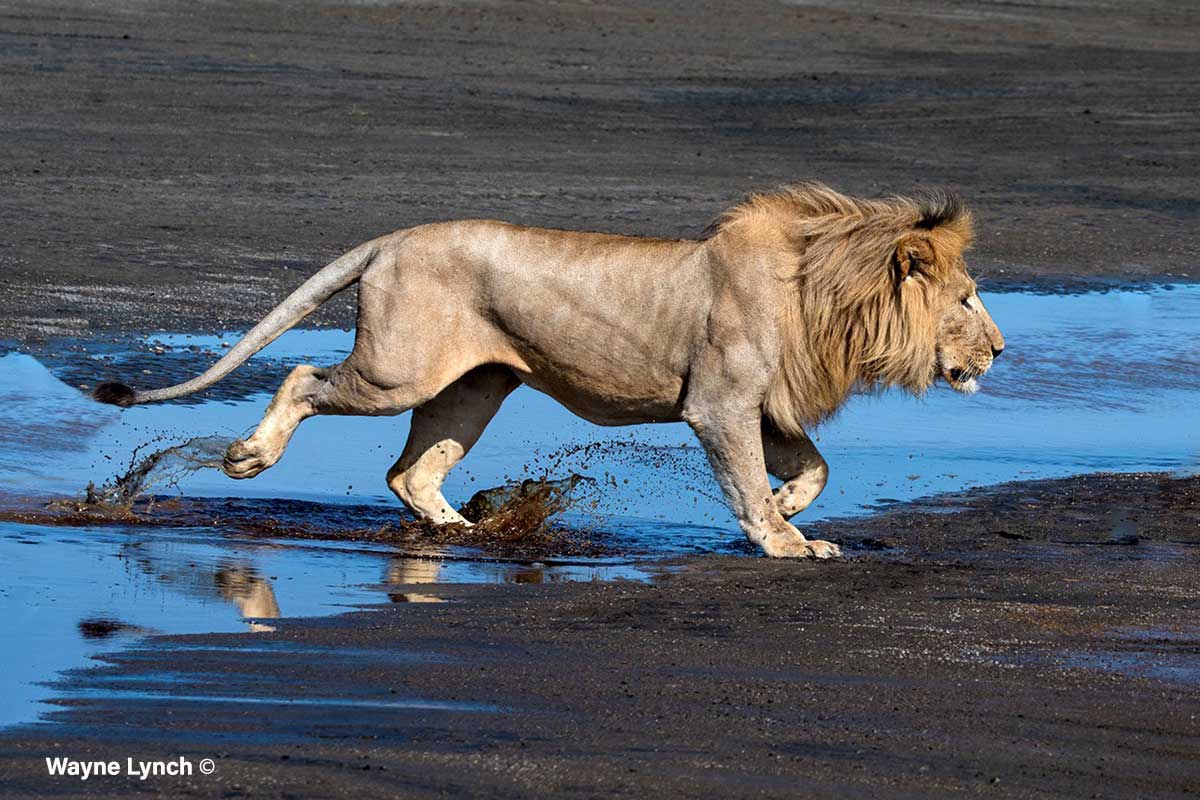 Male lion by Dr. Wayne Lynch ©