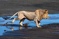 African lion by Dr. Wayne Lynch 