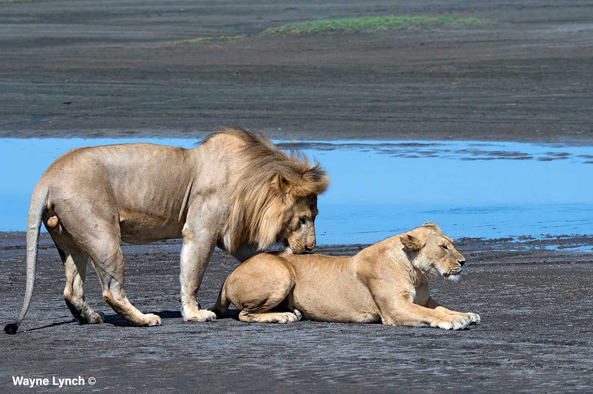 Male and female lions by Dr. Wayne Lynch ©