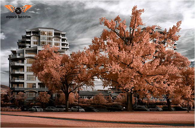 Color infrared of trees and building by Ahmed Kassim ©