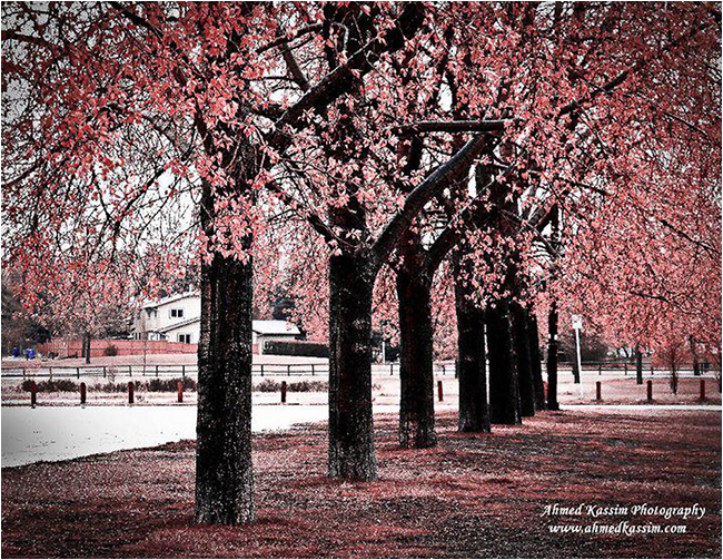 Trees in color infrared by Ahmed Kassim ©