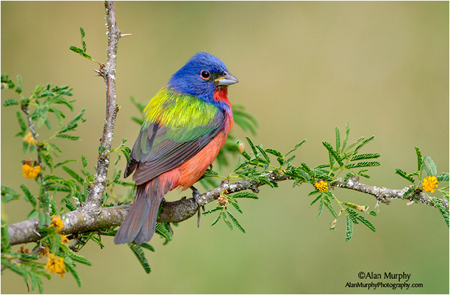 Painted Bunting by Alan Murphy ©