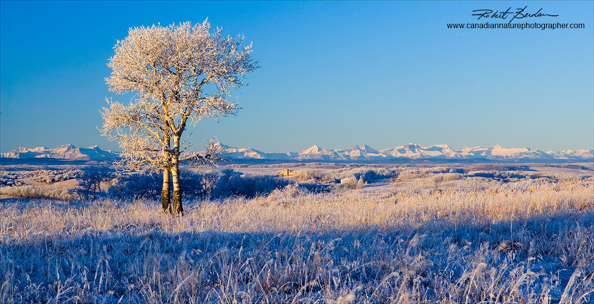 Prairie and Rocky Mountains in winter Robert Berdan ©