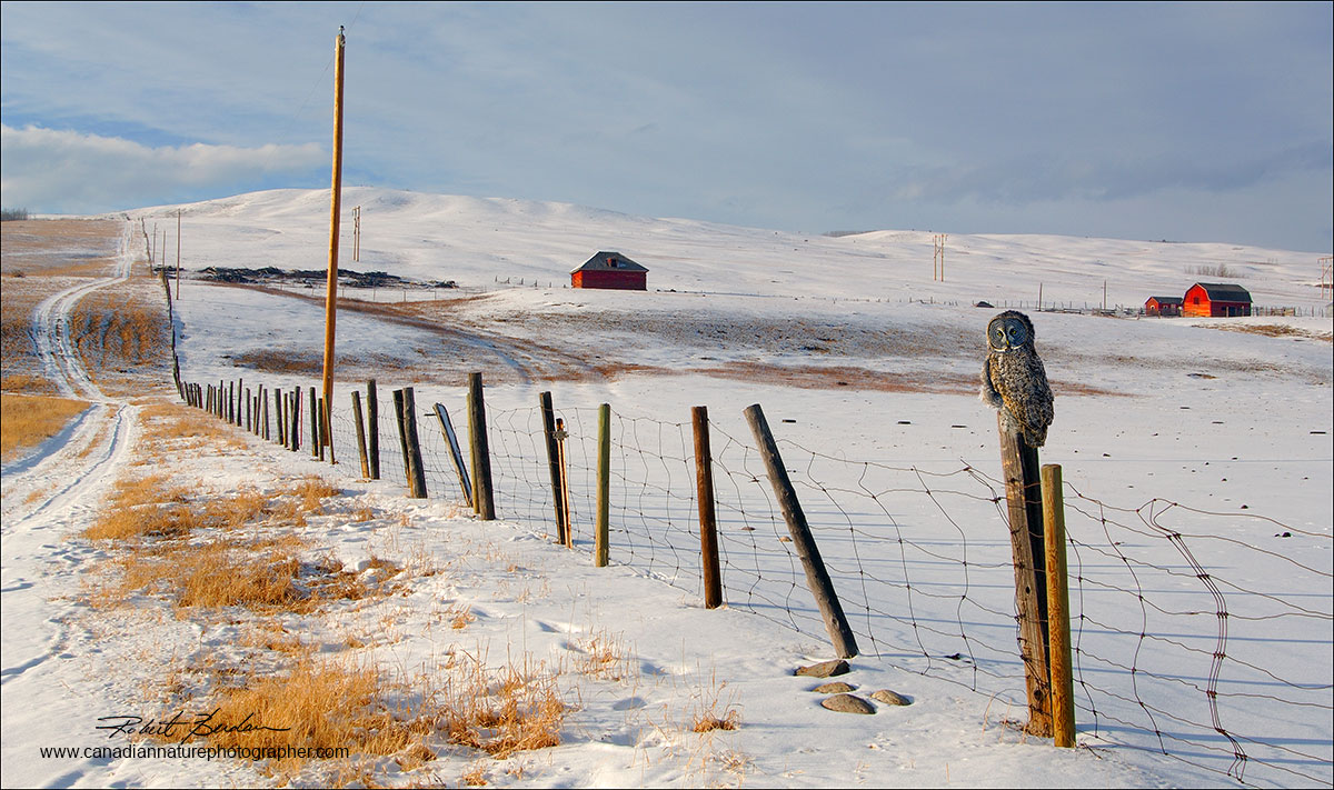 Great Gray Owl on fence post next to highway 1A near Morely, AB Robert Berdan 