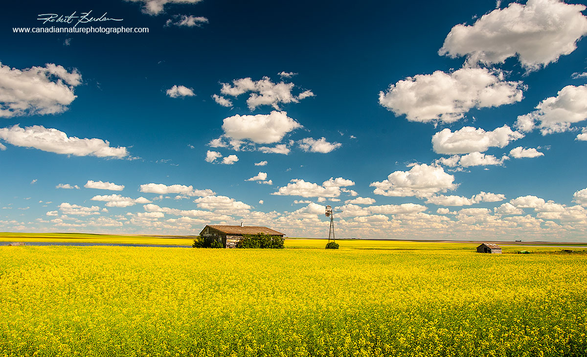 Home stead and canola field on a bright sunny day near Empress, AB by Robert Berdan ©