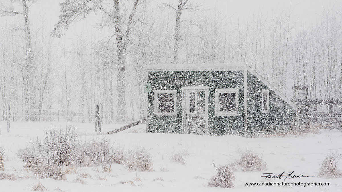 Snowfall on small cabin in Alberta Robert Berdan ©