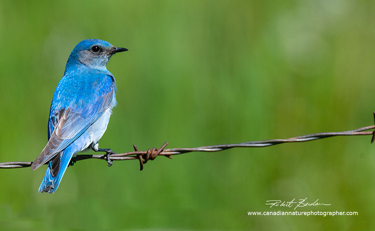 Male mountain blue bird Robert Berdan ©