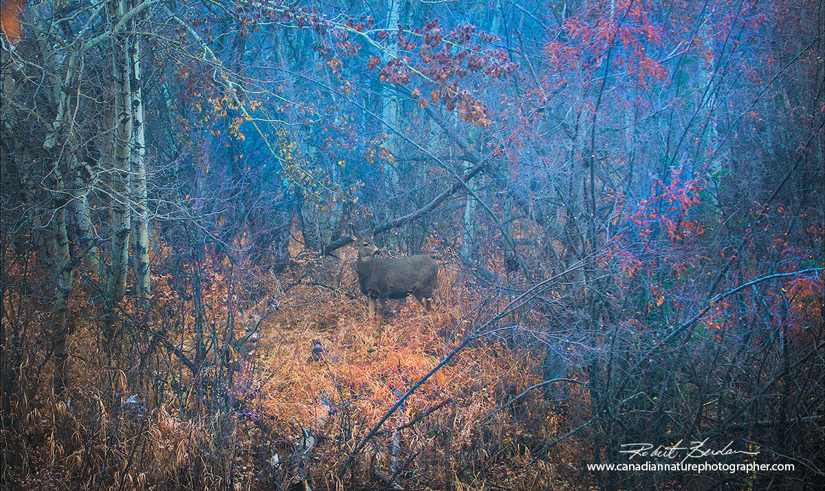 Two mule deer in Fish Creek park, fog, chaos by Robert Berdan ©