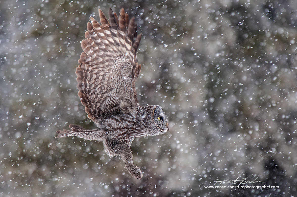 Great Gray Owl photographed in flight during snowfall Robert Berdan ©