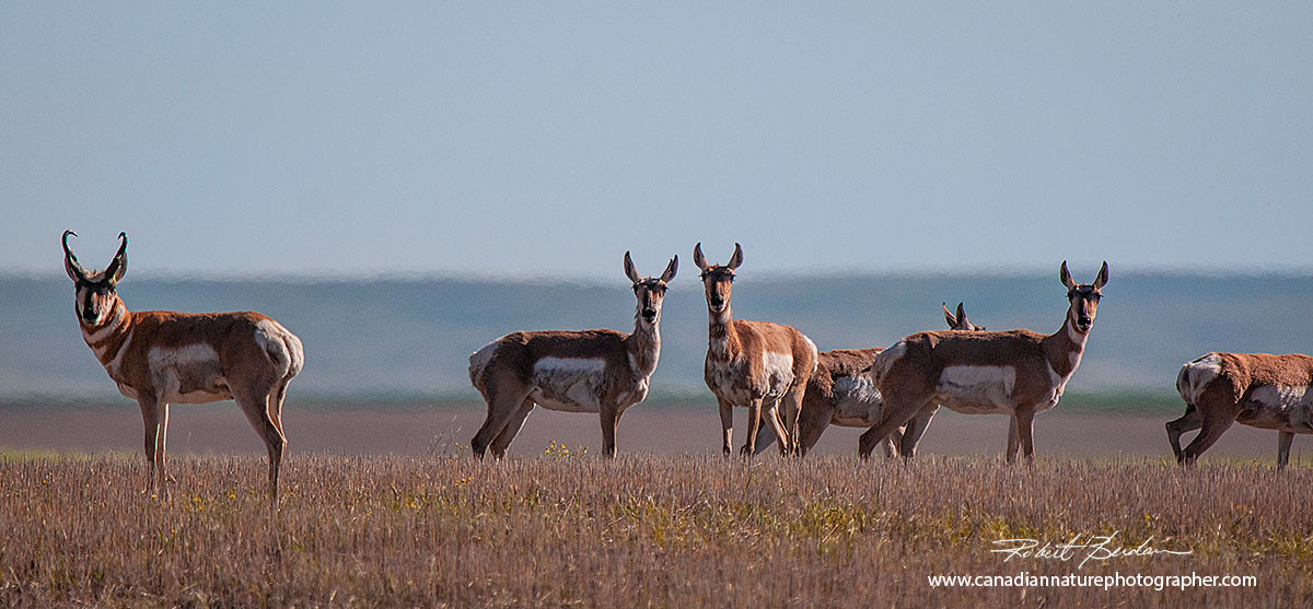 Pronghorn antelope Alberta Robert Berdan ©