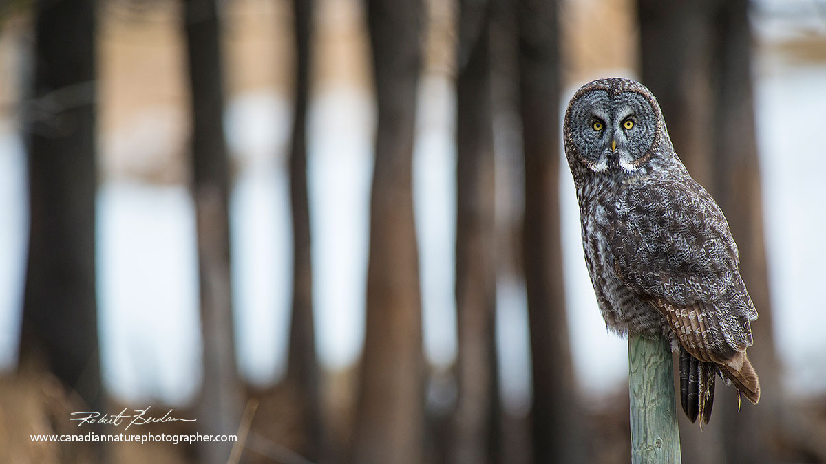 Great Gray Owl photographed next to Grande Valley road Robert Berdan ©