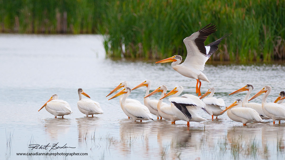 Pelicans are seen in summer around the Bow river, Carseland Park Robert Berdan ©