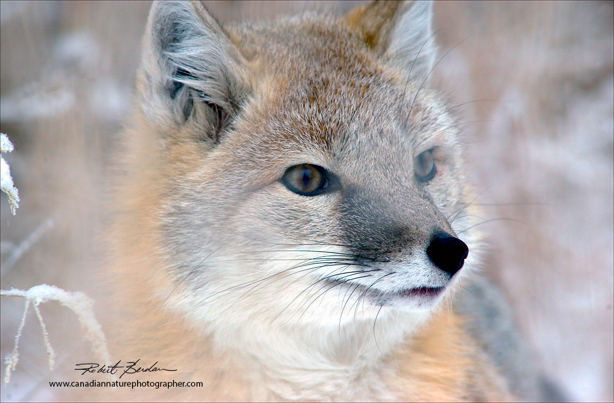 Swift fox photographed at the Cochrane Ecological Reserve in Winter Robert Berdan ©
