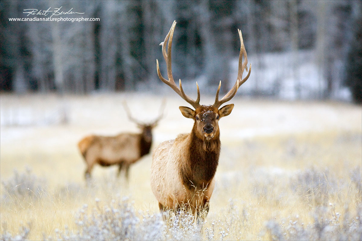 Elk are comon along Highway 1A in Banff National Park Robert Berdan ©