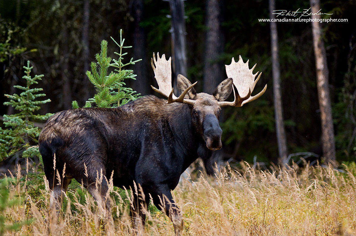 Bull moose photographed in Kananaskis Robert Berdan ©
