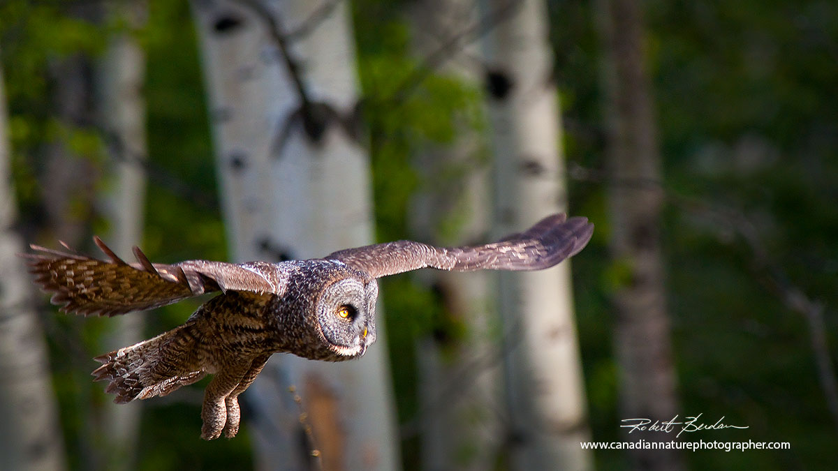 Great Gray Owl in flight photographed near Millarville Robert Berdan ©
