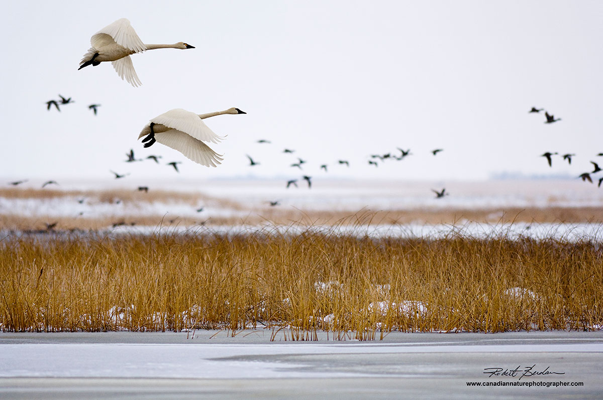 Tundra swans in flight over Frank Lake Robert Berdan 