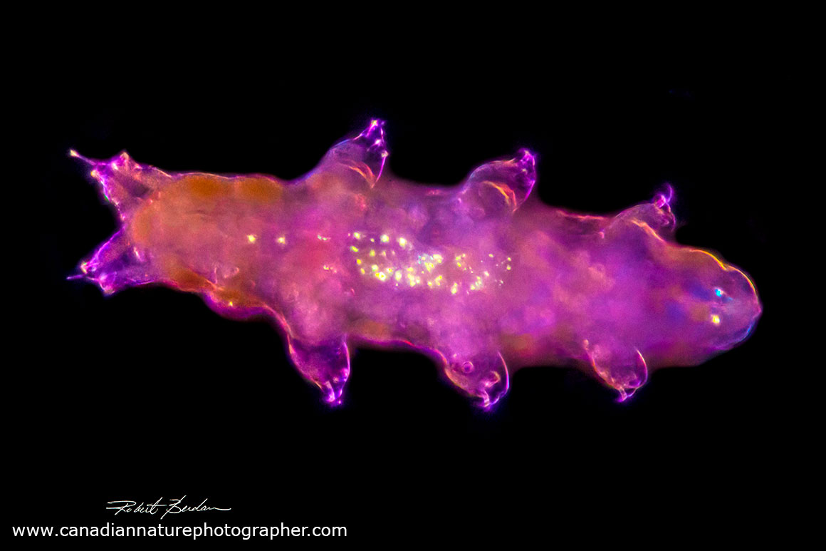Tardigrade (a.k.a water bear) 400X by Robert Berdan ©