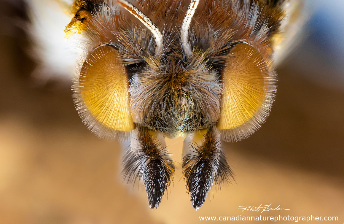 Painted lady butterfly photographed with a stereo microscope at 36X 