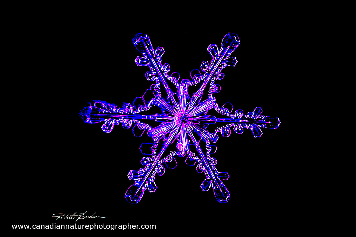 Snowflake crystal 20X by Robert Berdan ©