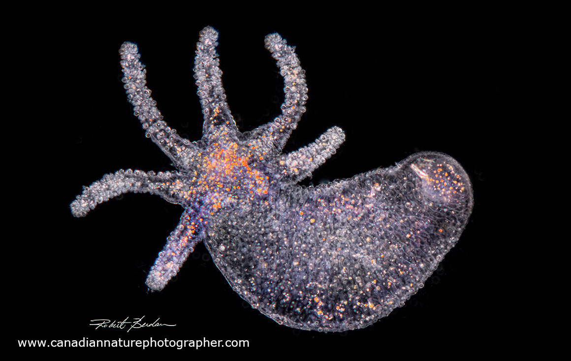 Brown hydra, Hydra oligactis by Robert Berdan ©