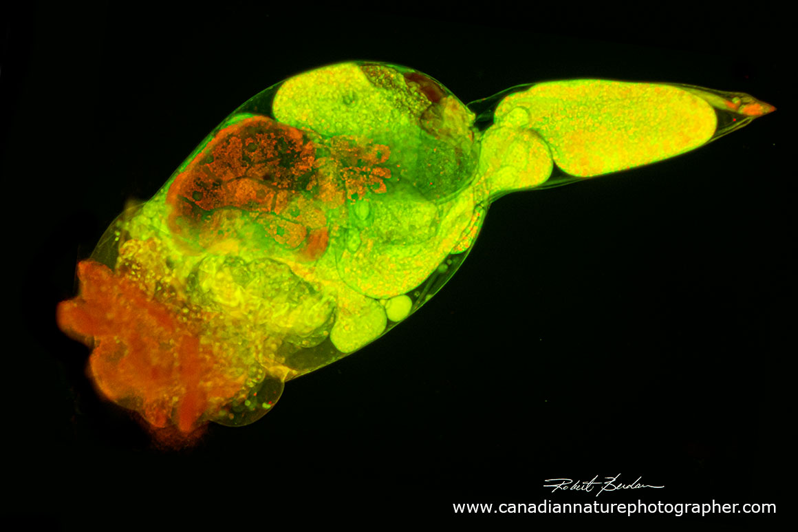 rotifer, Brachionus manjavcas by fluorescence microscopy by Robert Berdan ©