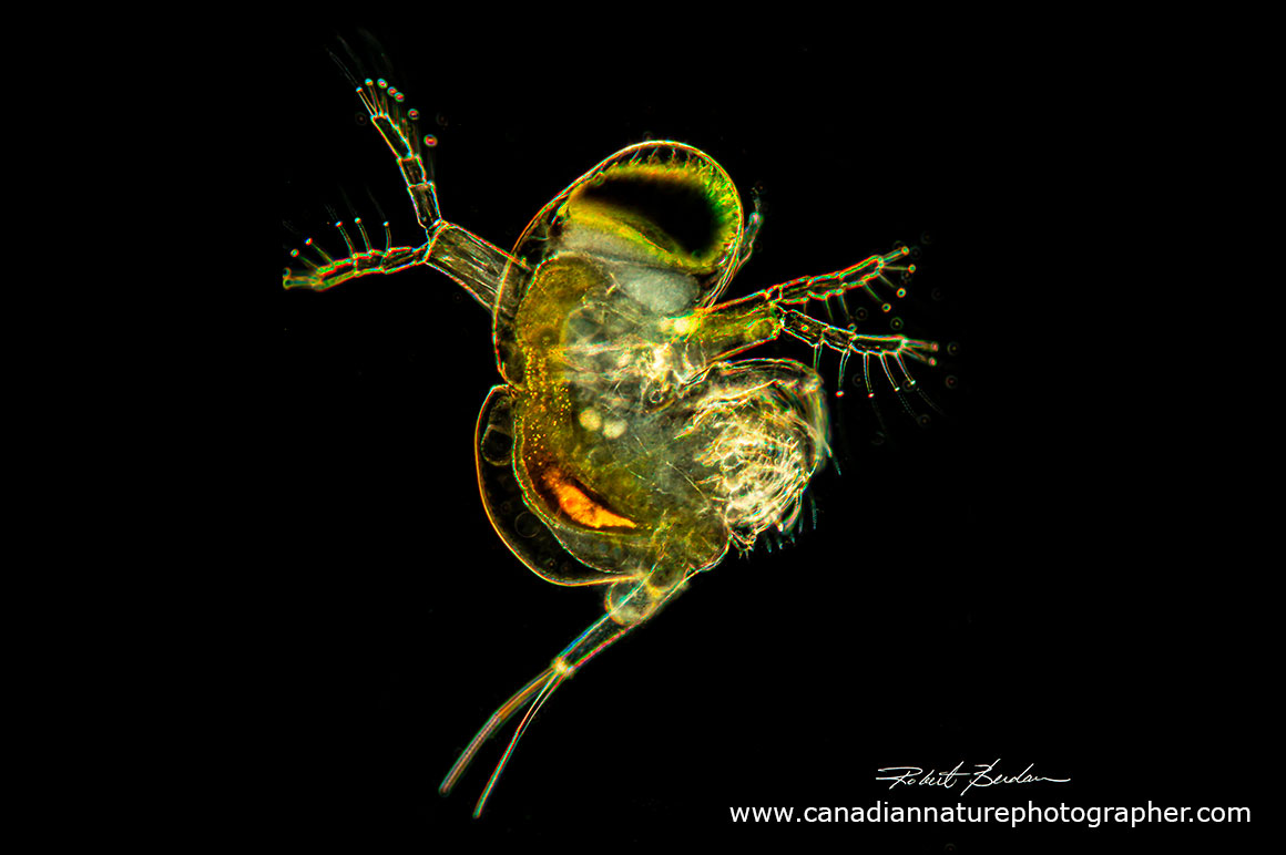 Polyphemus pediculus is another kind of water flea by Robert Berdan ©