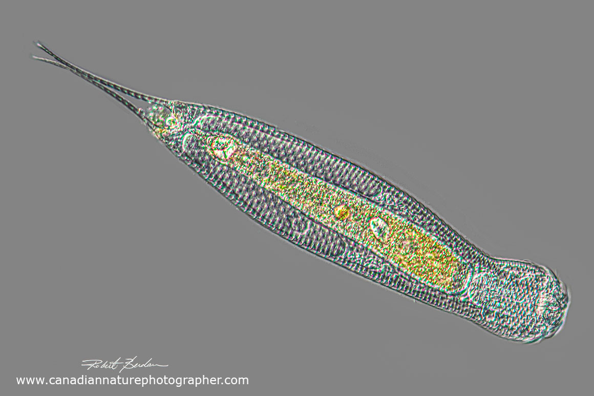 Gastrotich DIC microscopy by Robert Berdan ©