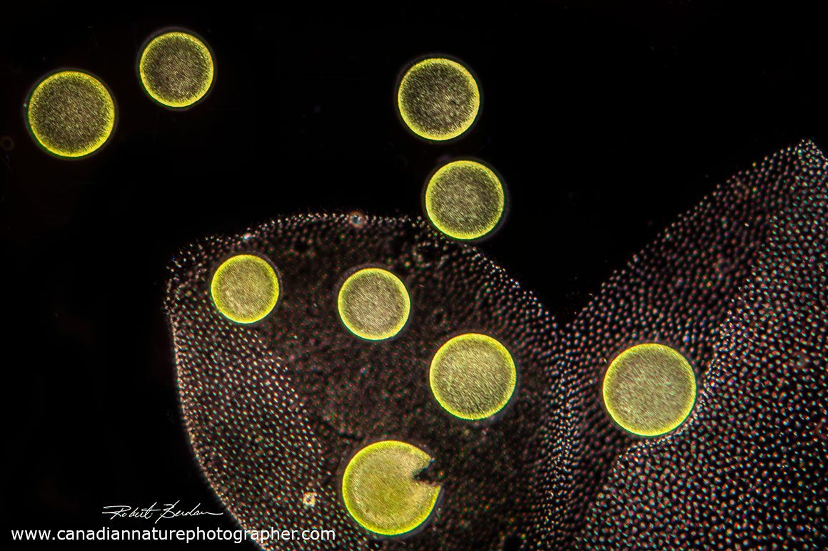 Volvox releasing daughter colonies by Robert Berdan ©