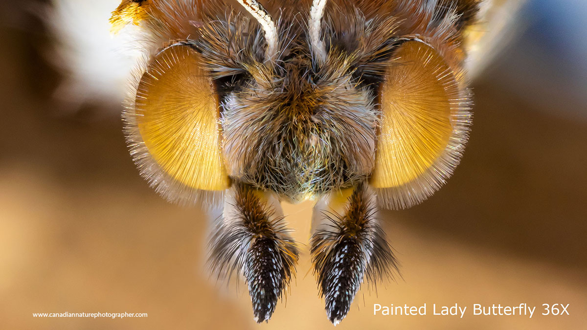 Painted Lady Butterfly focus-stacked using a stereomicroscope and magnified 36X. by Robert C Berdan