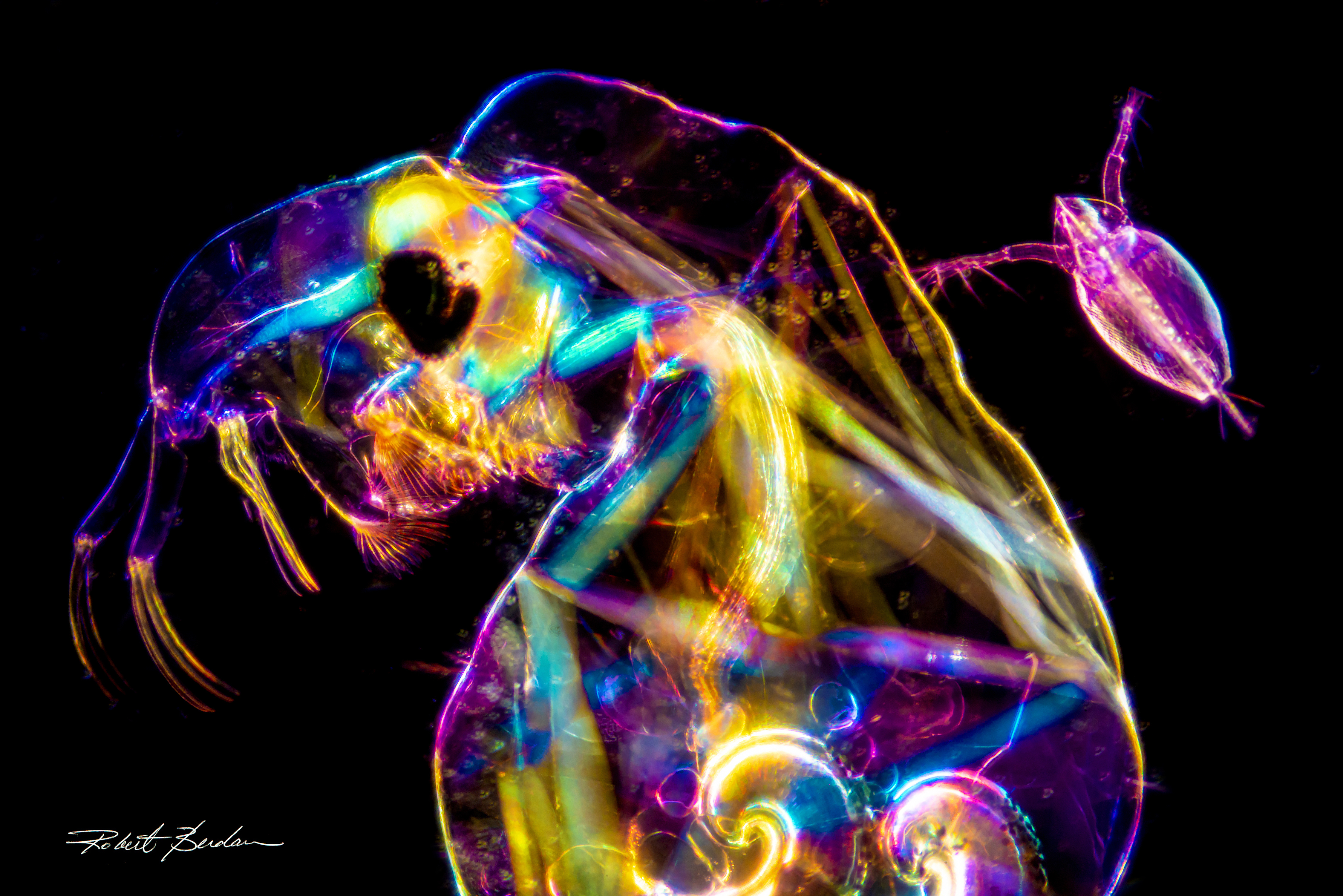 Chaoborus, a midge fly larva, is shown alongside a water flea (Daphnia) by Robert Berdan