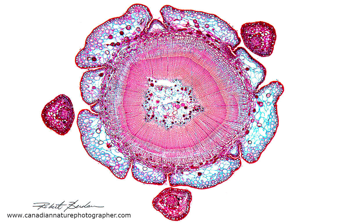 Taxus canadensis stem cross section by Robert Berdan
