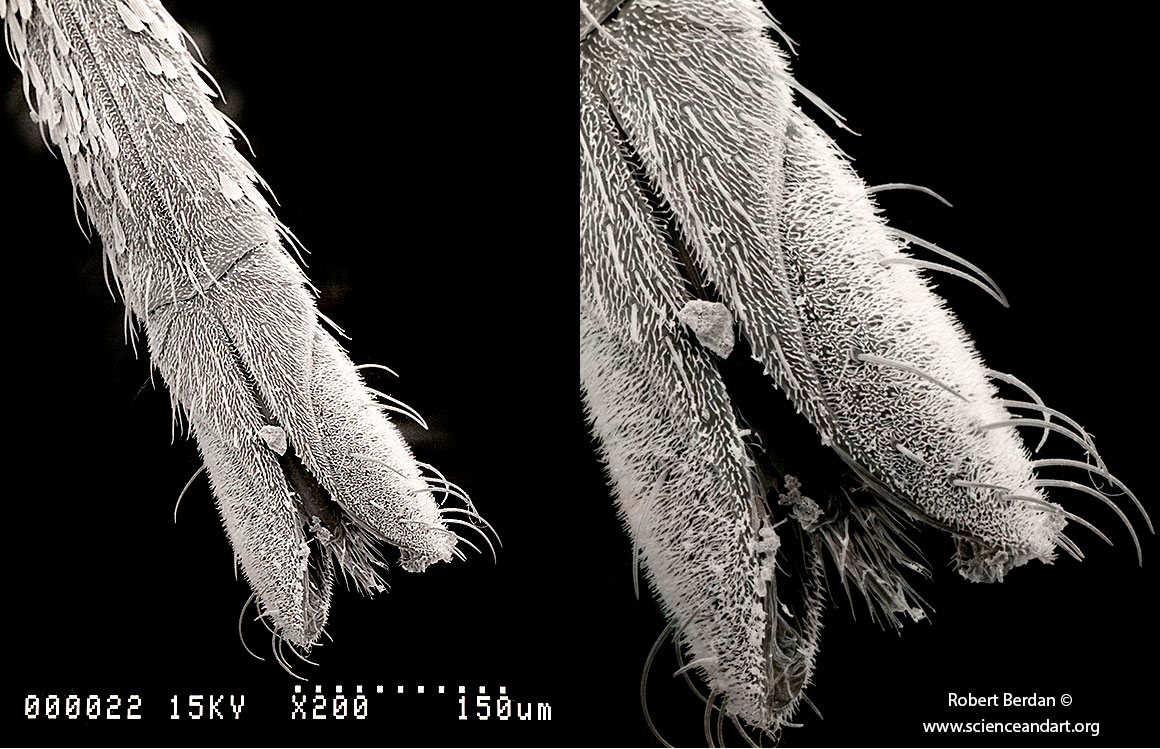 scanning electron micrographs of a mosquito proboscis by Robert C. Berdan