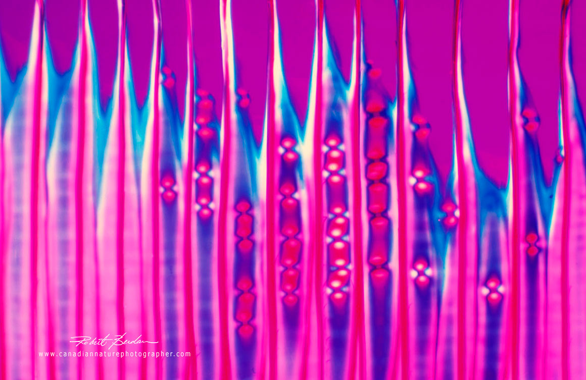 Pine wood section by polarized light Robert C Berdan 