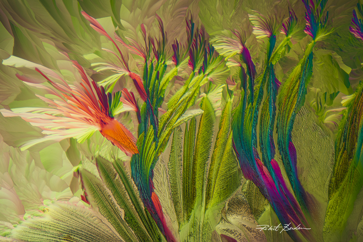 Wine crystals by Robert C Berdan