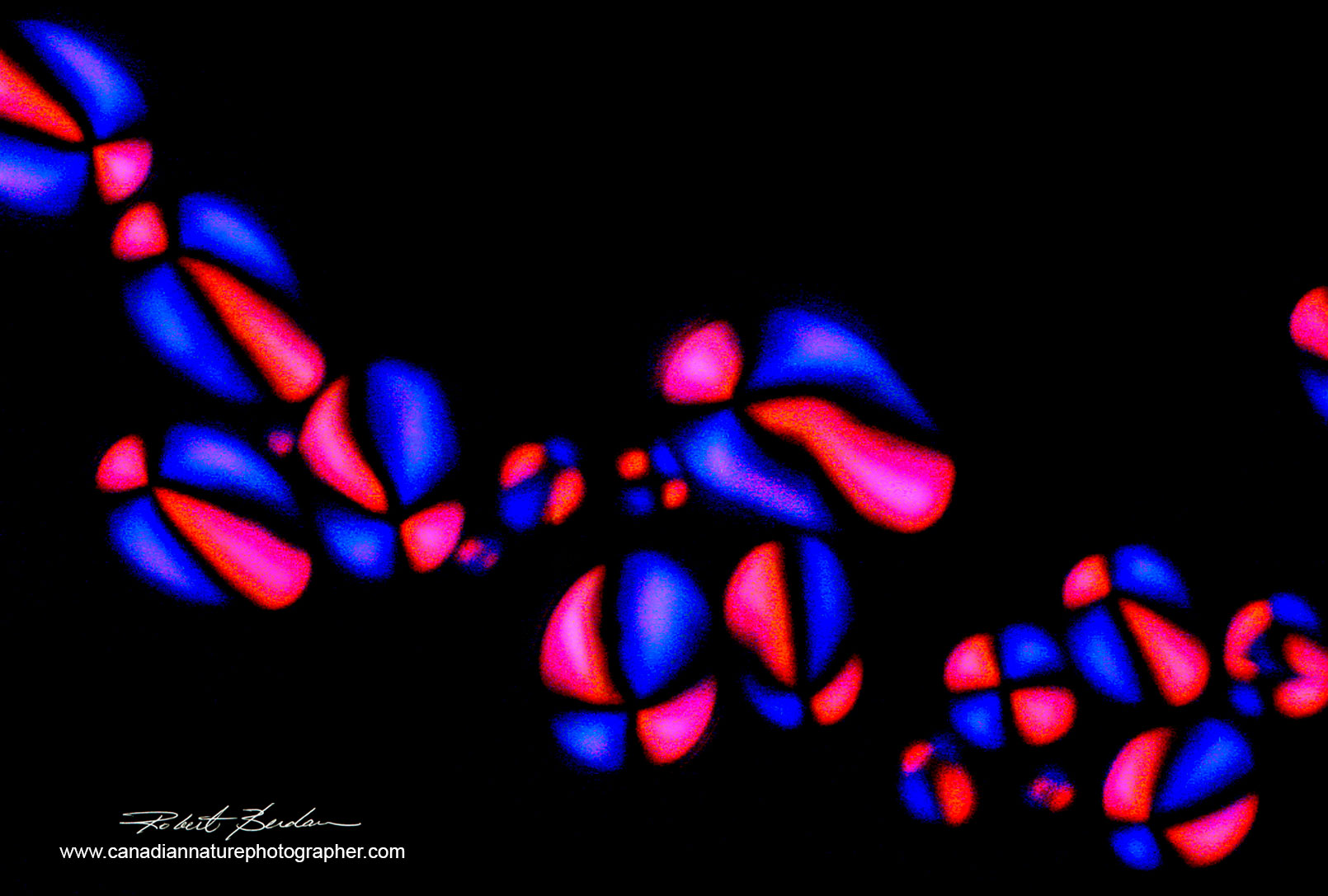 Potato starch grains examined by polarized light microscopy by Robert C. Berdan