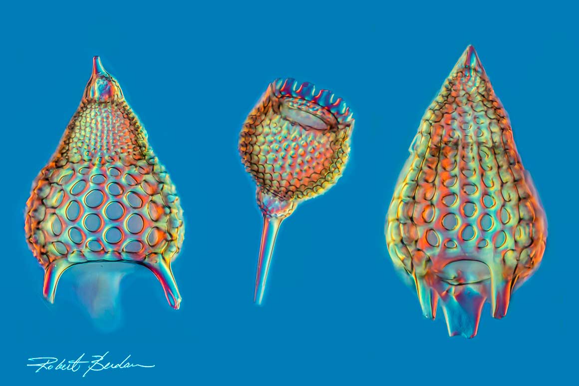 Radiolarian shells come from marine organisms by Robert C. Berdan