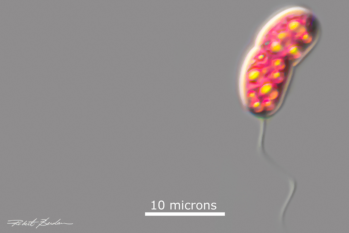 Bacterium (Chromatium sp.