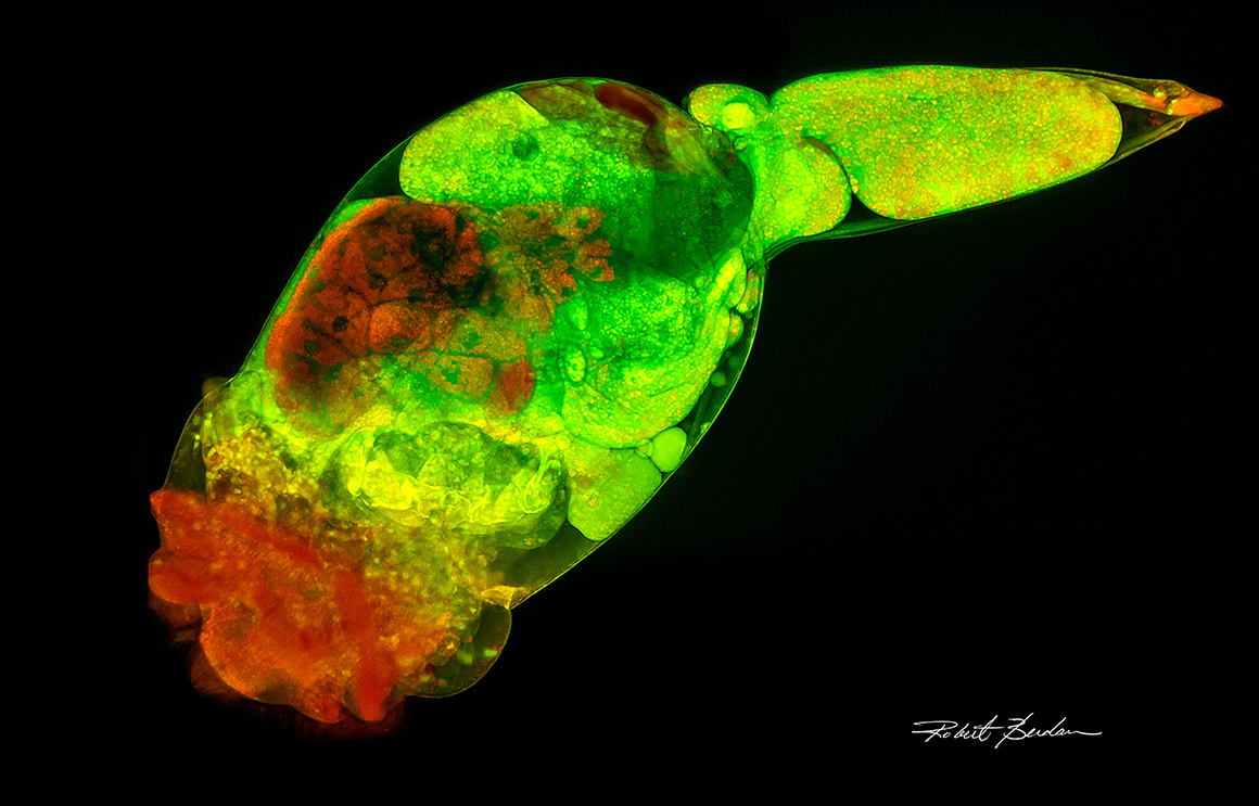 Brachionus manjavacas stained with Acridine orange and viewed with a fluorescence microscope by Robert C Berdan
