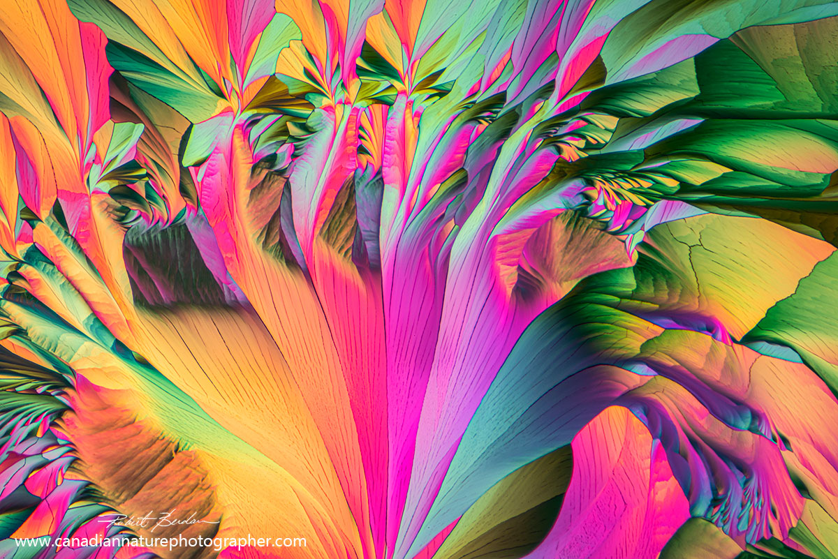 Crystals of chardonnay wine by Polarized light microscopy 50X. by Robert C. Berdan