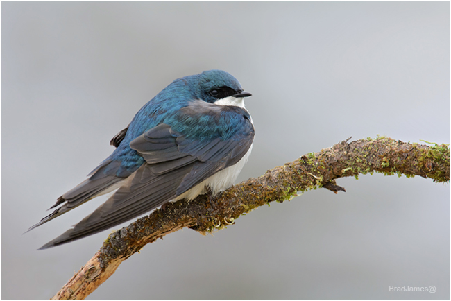 Tree Swallow by Brad James ©