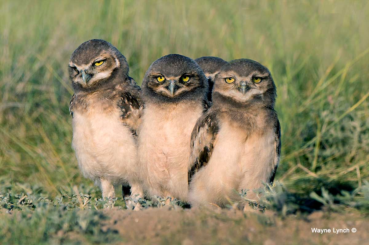 Burrowing Owl Chicks by Wayne Lynch ©
