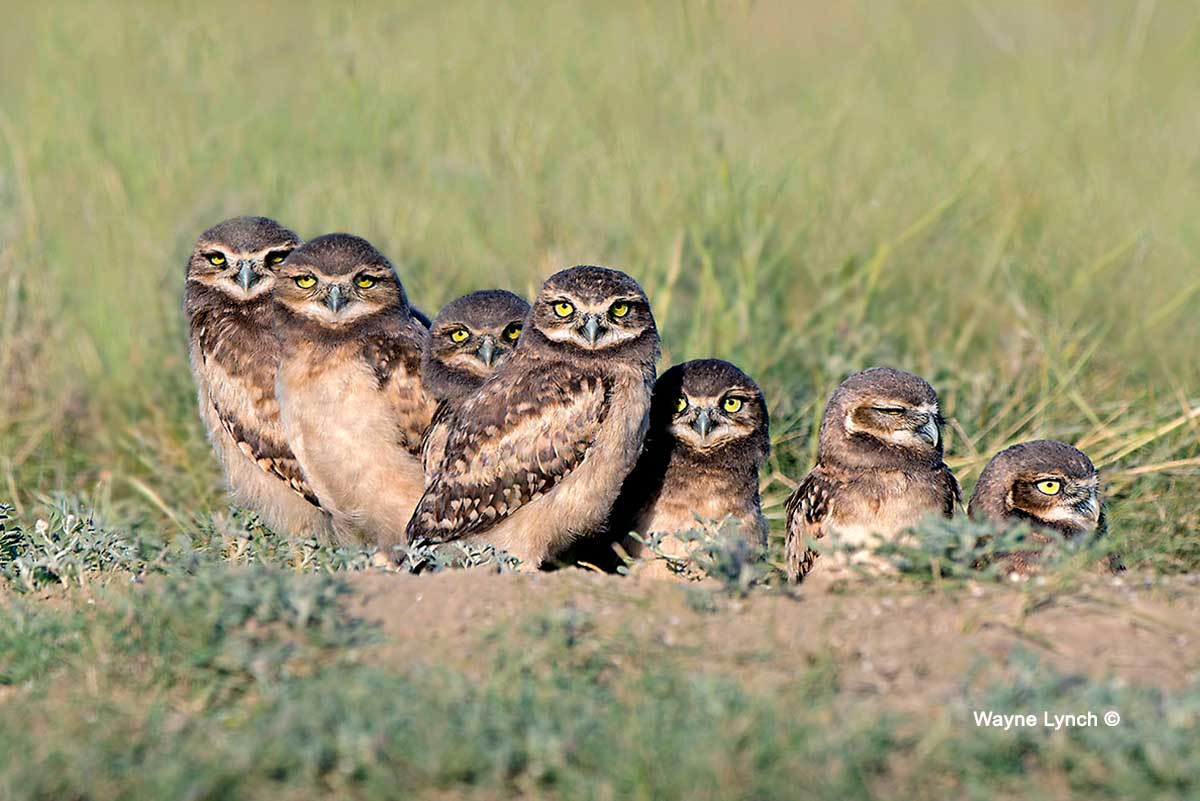 Seven Owl Chicks At The Mouth of Their Burrow by Wayne Lynch ©